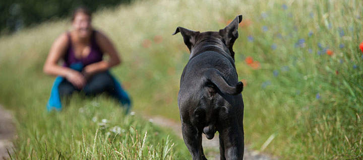 A black dog walking back towards its owner.