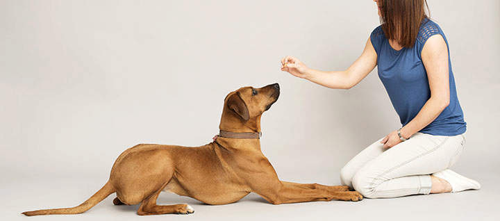 A person teaching their dog to lie down with a treat.