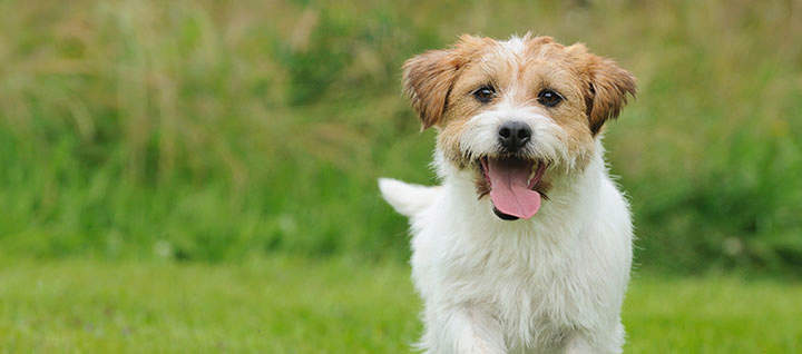 A small dog with its tongue out.