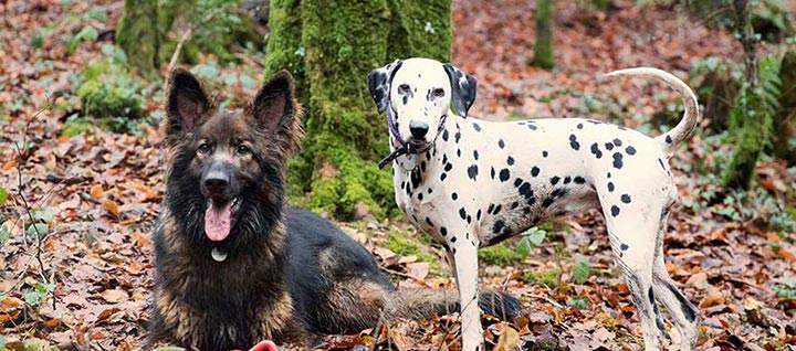Two dogs in the woods