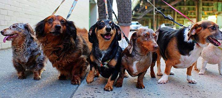 Six leashed dogs walking on a sidewalk.