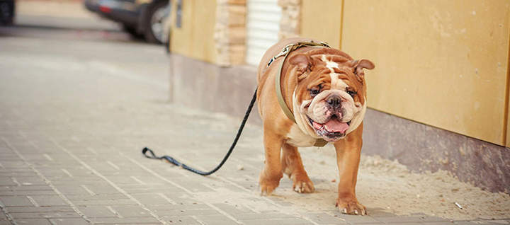 A bulldog walking with a leash without their owner.