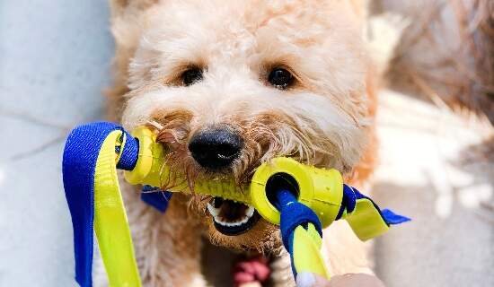 white-dog-nylabone-shake-a-toss