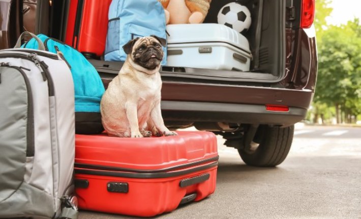 pug dog sitting on suitcase outside