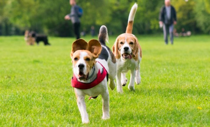two beagles running in a field
