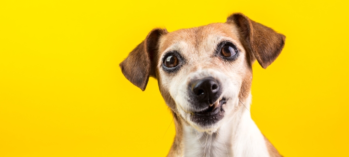 Dog with crooked smile sitting in front of yellow background