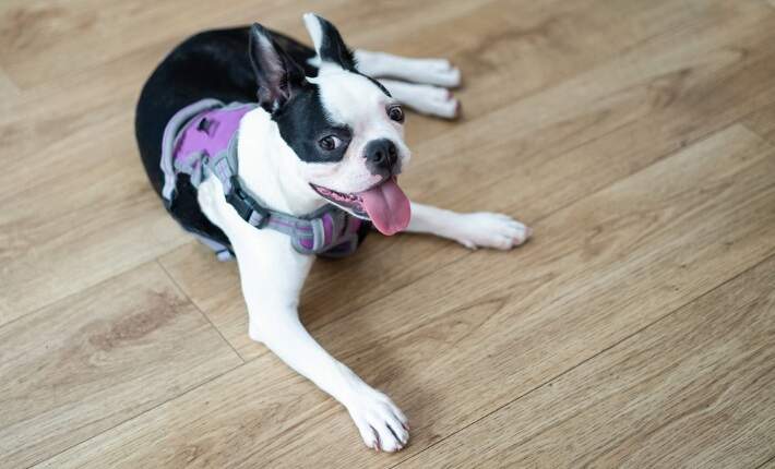 Puppy wearing harness