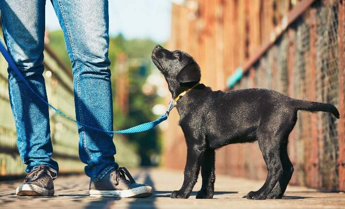 Person walking labrador retriever puppy 