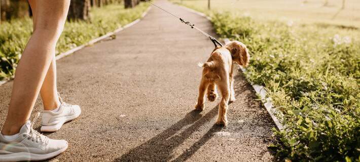 Woman walking puppy