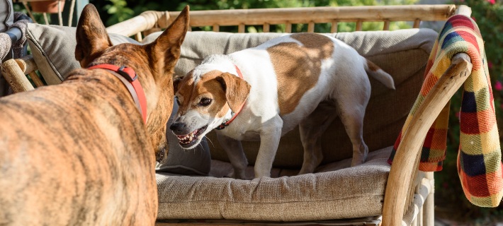 small dog guarding a chair from a larger dog