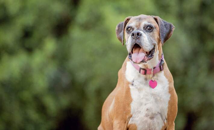 Senior Boxer