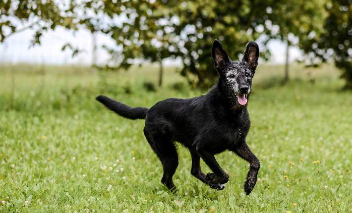 Senior Dog Playing