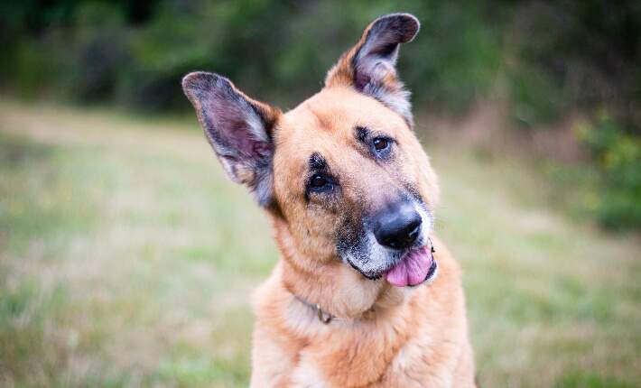 Senior German Shepherd