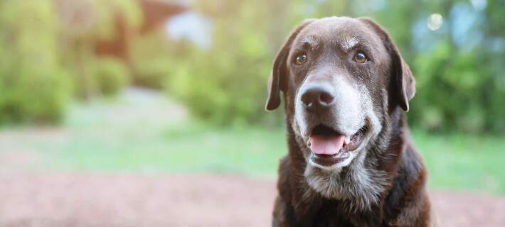 Senior Labrador 
