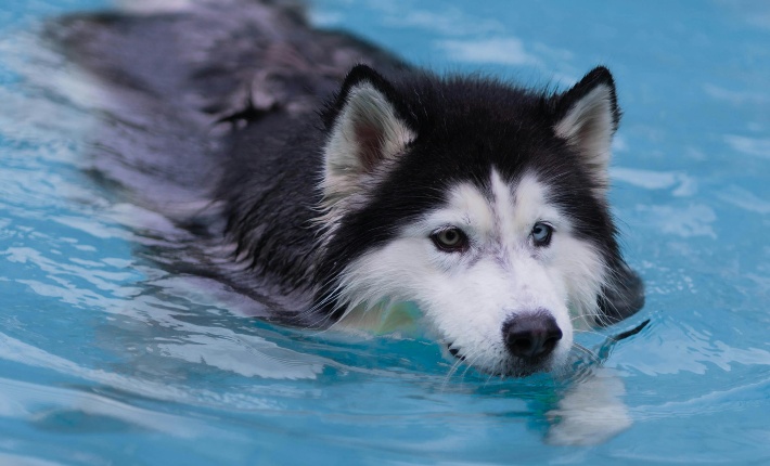 dog swimming in a pool