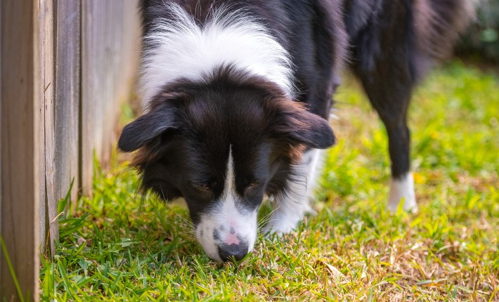 border collie sniffing on the ground