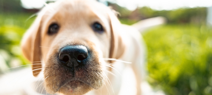 golden retriever with nose against camera