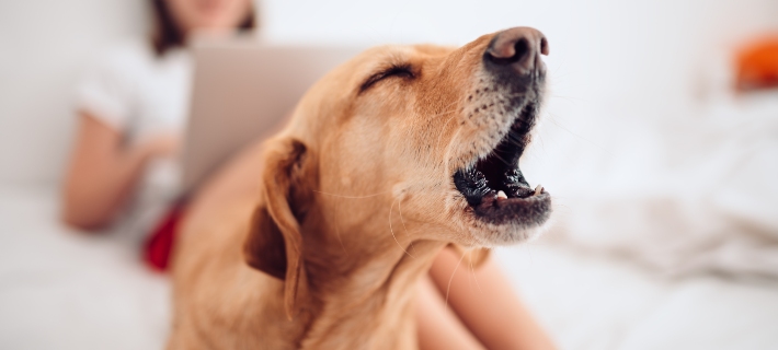 What to do if you think your dog is hurting
