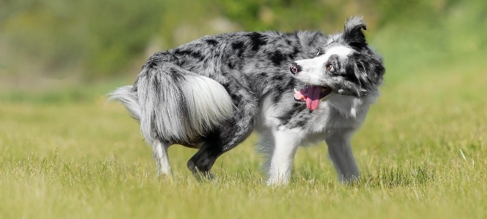 border collie chasing tail