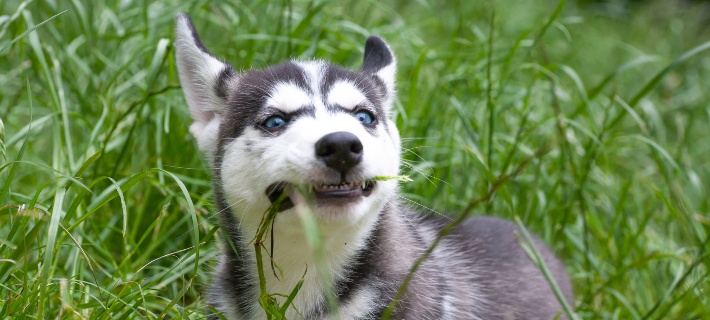 puppy eating grass