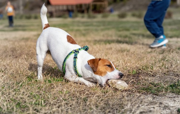 dog chewing rock in park