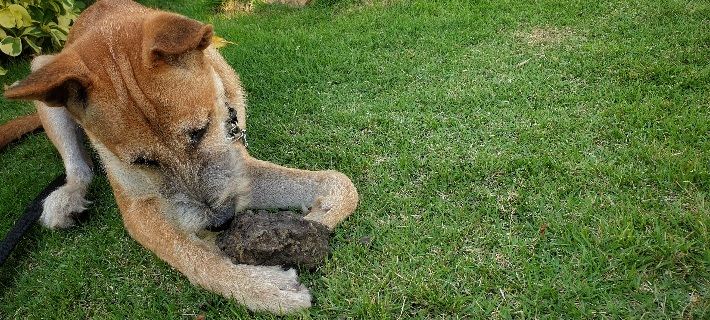 dog chewing rock in park