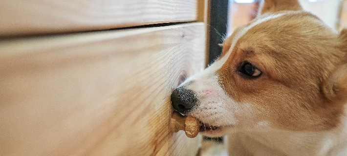 dog chewing knob on wooden drawer