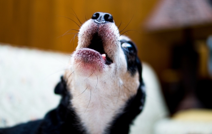 closeup of dog howling
