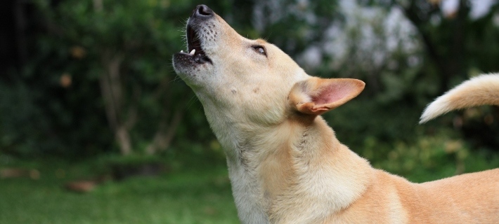 dog howling outside cropped