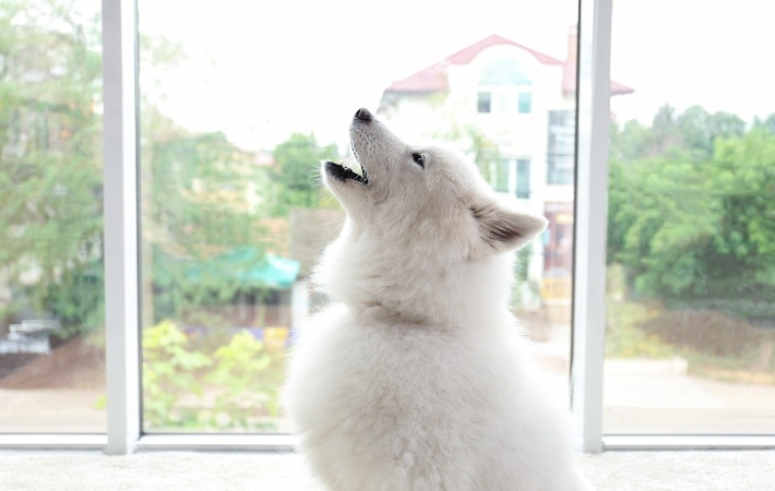 samoyed dog howling