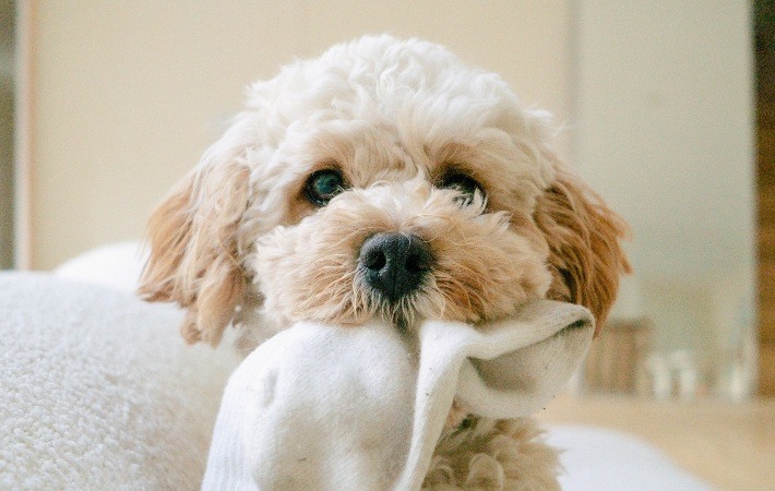 white dog with sock in mouth