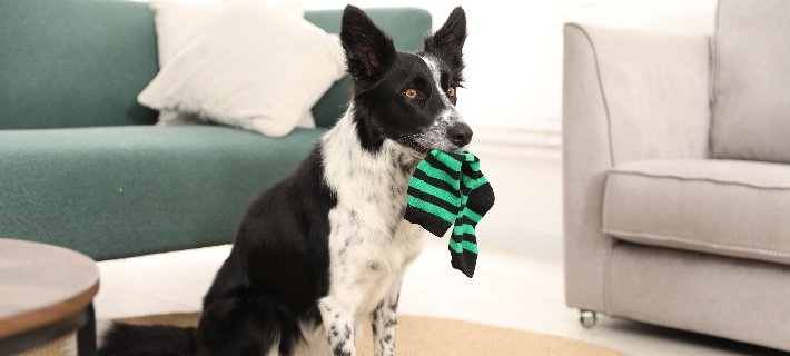 dog chewing on sock on living room floor