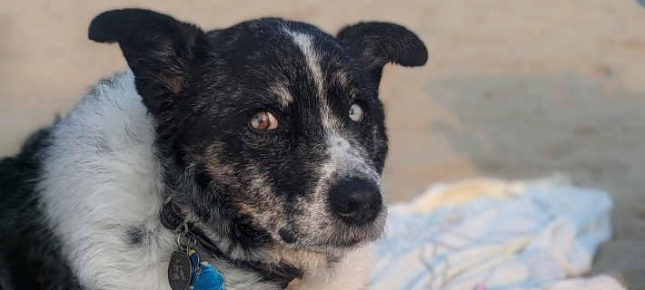 black and white dog giving side eye