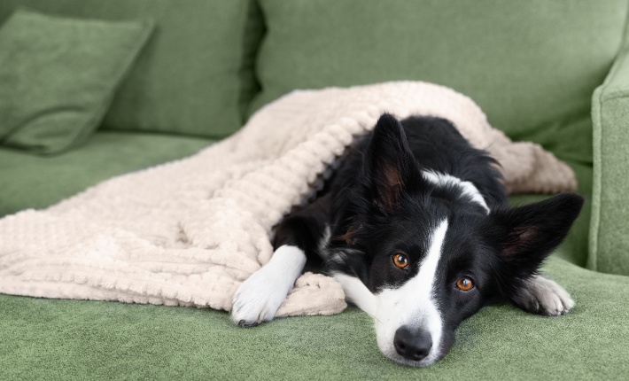 border collie laying on couch