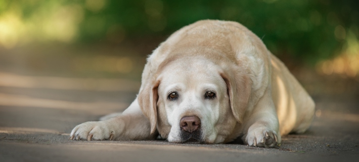 golden retriever laying down
