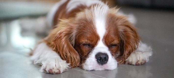 sleeping cavalier king charles spaniel dog