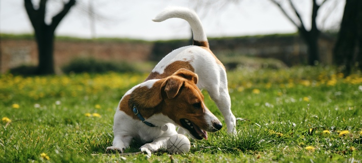 happy jack russell terrier with their tail up
