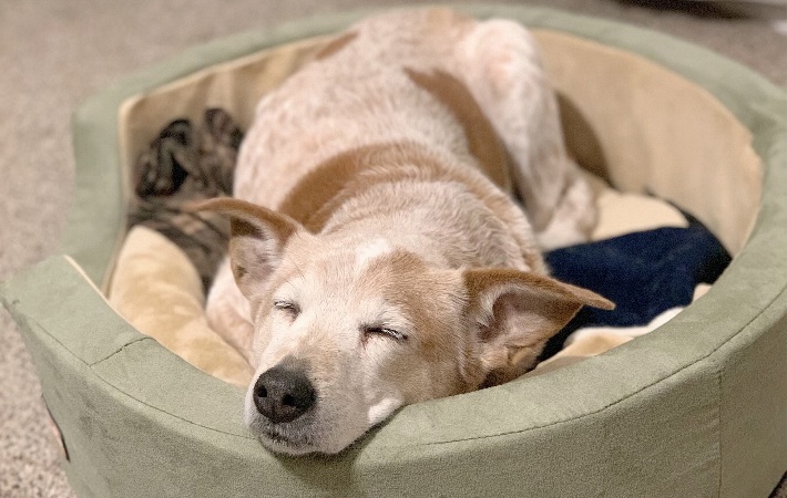 dog sleeping in K&H Thermo-Snuggly Sleeper Heated Pet Bed