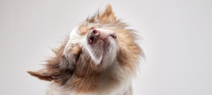 shaking border collie