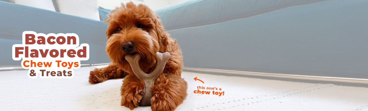 Dog chewing Nylabone Power Chew Comfort-Hold Wishbone chew toy with bacon flavor throughout 