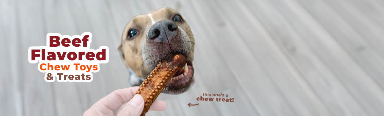 Dog chewing Nylabone Nubz chew treat with beef flavor 