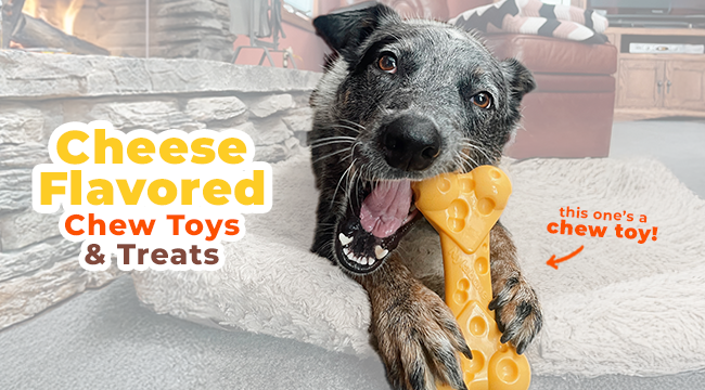 Dog chewing Nylabone Power Chew toy with cheese flavor throughout 