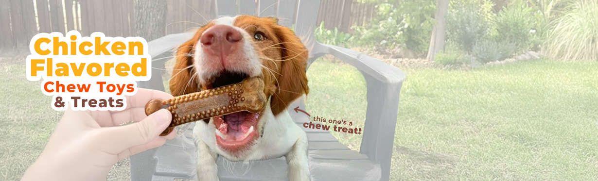 Dog chewing Nylabone Nubz chew treat with chicken flavor