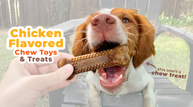 Dog chewing Nylabone Nubz chew treat with chicken flavor