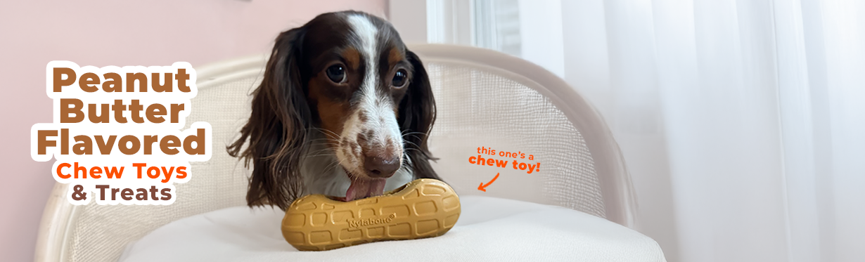 Dog chewing Nylabone Strong Chew peanut chew toy with peanut butter flavor throughout 