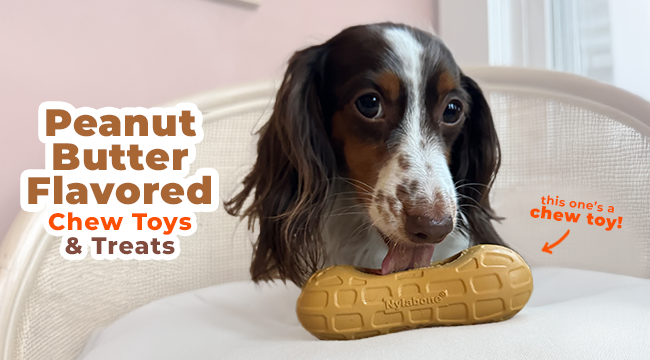 Dog chewing Nylabone Strong Chew peanut chew toy with peanut butter flavor throughout 