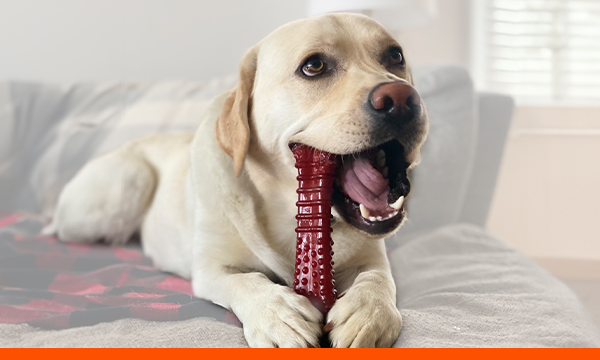 Chew Toys graphic with dog chewing on bone.