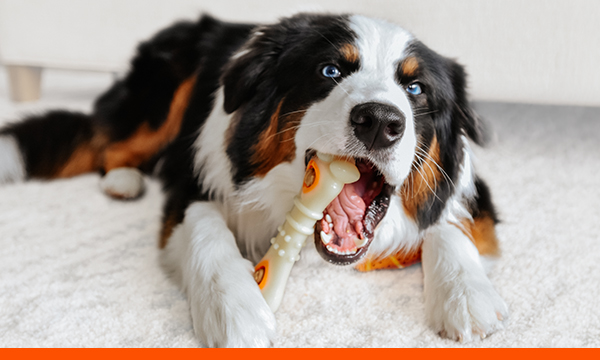 Treats Toys graphic with dog chewing on bone