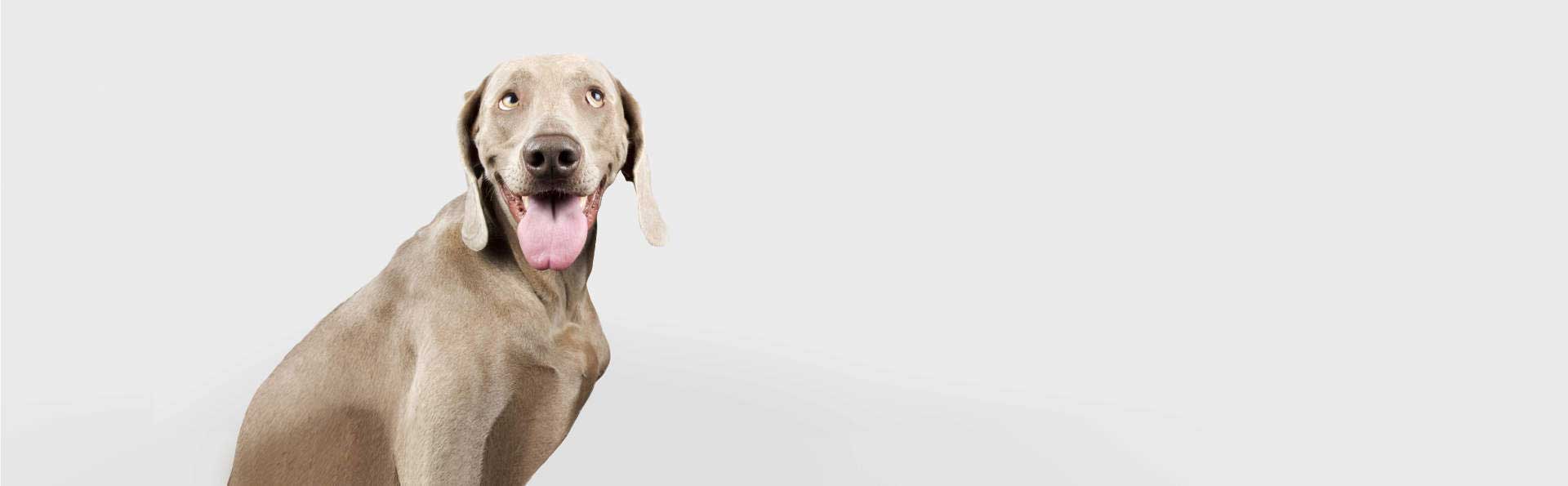 Nylabone Dog Toys, Chews, Treats, & Edible Dental Chews