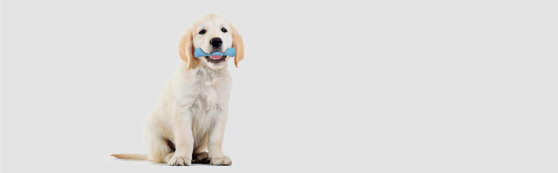 Nylabone Dog Toys, Chews, Treats, & Edible Dental Chews